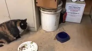 Big chonk. (meme)