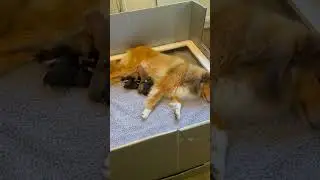 Setting up the whelping box for puppies!