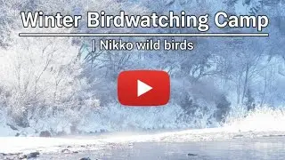Winter Birdwatching Camp: Heading to the Northernmost Forest of Nikko