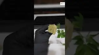 MC1.1 (3/9) Cannabis cloning. Easy DWC plant multiplying. #cbd #thc #dwc #cannabis