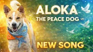 Aloka the Peace Dog New Song 2026 | #walkforpeace #w4p #mindfulpresence #news #buddhistmonks #aloka