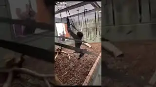 Monkey Funny video compilation #1061 #Shorts