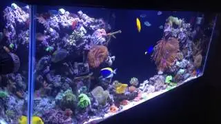 REEF TANK ADDICTION Season 1 Episode 2 Ian's 150 Gallon Reef tank