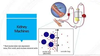 IGCSE BIOLOGY REVISION [Syllabus 13] Excretion part 2