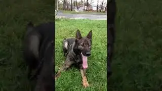 Zwinger von Himmel  www.zwingervonhimmel.com West German Working Line German Shepherd