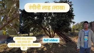 रंगीनी लाह (लाख) रंगीनी लाह की जानकारी  //रंगीनी लाह बिहान कब मिलता है// 