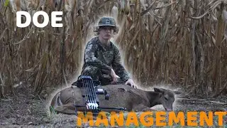 Early season doe management