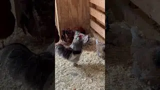 #barn #farm #chickens