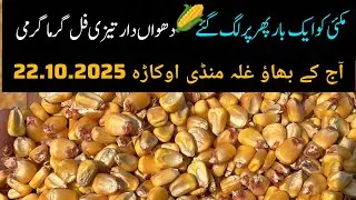 Maize mandi rate today // new maize live rate today// okara mandi maize 22.10.2025
