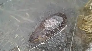 V5, First beaver of the year, nuisance trapping