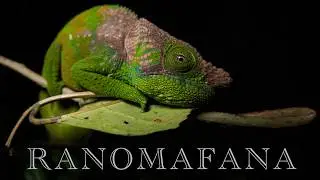 Wild Madagascar | Searching for the Unique Animals of Ranomafana National Park (Part Two)