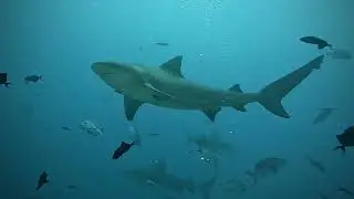 Fiji Beqa Lagoon 