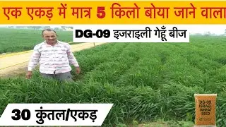 एक एकड़ में पाँच किलो गेंहू बोकर लो 30 कुंतल की पैदावार #DG09wheat #israeliwheatseed