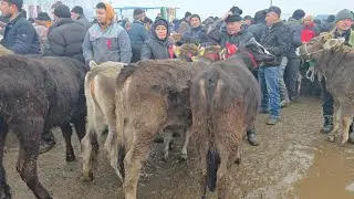 SHAHRIXON BOZORI YOSH BUQACHA va HONAJINLAR NARXLARI 03.02.2026 