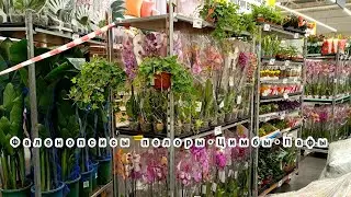 😱 Мутанты: бабочки, трилипсы и пелоры; пафиопедилумы, три стеллажа новых фаленопсисов и цимбидиумов 