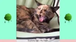 Best Animal Vines - Vine Compilation 2016