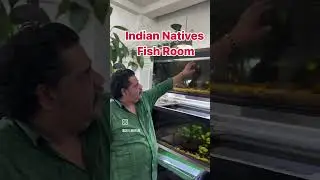 Unique Beauty: Native Fish Aquarium Showcase #fishkeeping #nativefish #fish