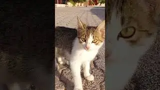 The kitten said Meow #kitten #meow #meowingcat #4k
