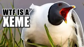 Xeme&nbsp;Facts: Sabine's Gull (Xema) 𓅰 Animal Fact Files