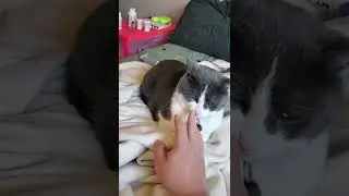 Cat Bites & Licks Hand 🐱😋✋️