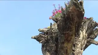 Toledo Botanical Garden wins first place for their whimsical creation