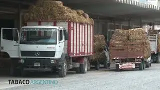 COPROTAB Anuncia Anticipo Final de Cosecha y el Inicio de Acopio de Tabaco 2024 en Salta