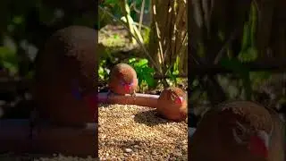 Purple Grenadier | Bird Pair