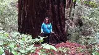 A Little Walk in the Woods: Sam McDonald County Park