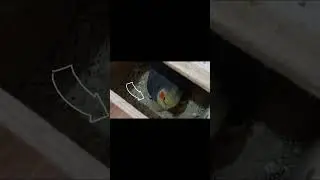 From Egg to Chick 🥚🦜 | A Beautiful Parrot Moment