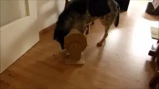 Rotostar Futterspender und Futterdosierer f&uuml;r Hund und Katze Spielzeug f&uuml;r Hunde und Katzen