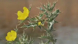 The Spanish Needle Benefits #healthbenefits #healthandwellness #spanishneedle #skincare #natural