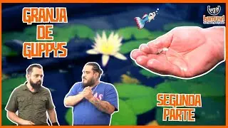 Granja de Guppys de Linea en Guadalajara segunda parte
