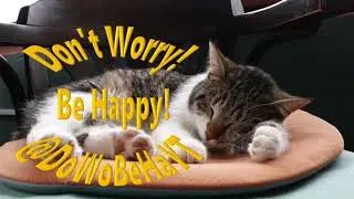 The Benefits of a Cat&rsquo;s Purring+handpan music  - it&rsquo;s More Than Just a Cute Sound