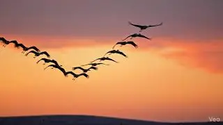 Synchronized Sunset Bird Formation