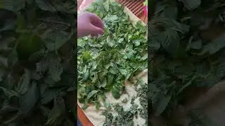 Как высушить свежие листья мяты дома!