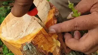 Good News  : AMAZING GARDEN & GRAFTING FARM