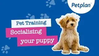 Puppy Socialisation: Tips to Socialise a Puppy -  Petplan