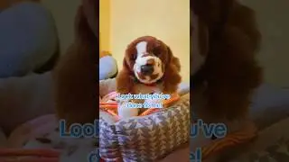 ☆ Imposter Syndrome ☆ #essacommunity #autismspectrumdisorder #essadog #essas
