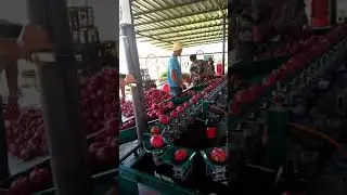 Automatic citrus fruit sorting machine auto onion size or weight grading machine