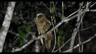 White-fronted Scops-Owl , 白額角鴞 | liewwk Nature