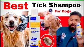 best dog tick shampoo || Clinar M Shampoo for Dogs || best tick and flea shampoo for dogs ||