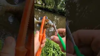 Catching a Bluegill with Strike King Bitsy Minnow fishing lure #fishing