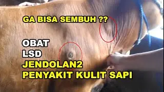 GT-PS #181 Obat LSD Penyakit Jendolan Kulit Sapi Apa Saja? Ga Bisa Sembuh?