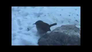 Winter Wren  (Troglodytes Troglodytes)