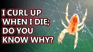 Факты о пауках: кто такой паук? | Файлы с фактами о животных