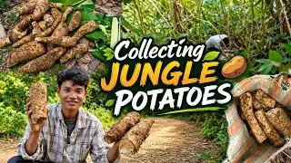 Collecting Jungle Potatoes 🥔 || जंगल के देसी आलू इकट्ठा किया || Village Life Vlog ♥️ 