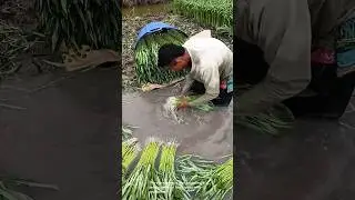 Farmer washing vegetables in muddy water