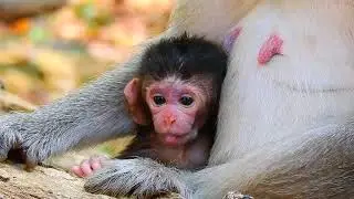 Omg Newborn Baby Monkey Action Confirms That He Is Hungry? Poor Mom So Tired To Feed Her Baby