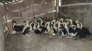 Small Duck Day 23 Video 