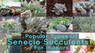 Popular Types Of Senecio Succulents For Indoors
